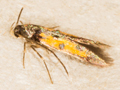 Chrysoclista linneella